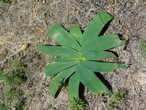 Ammocharis coranica (Ammocharis coranica)