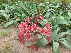 Ammocharis coranica (Ammocharis coranica)