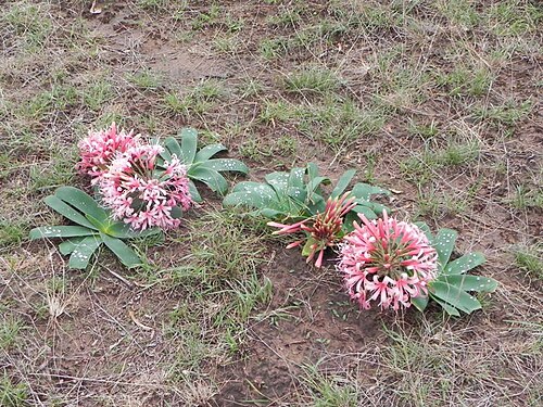 Ammocharis coranica: Ammocharis coranica (Ker Gawl.) Herb. - Rookwood Farm near Queenstown, Eastern Cape, South Africa