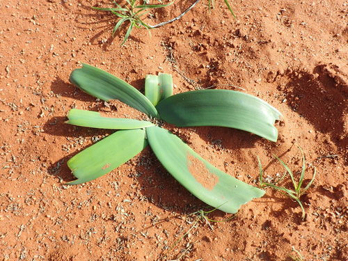 Ammocharis coranica (Ammocharis coranica)
