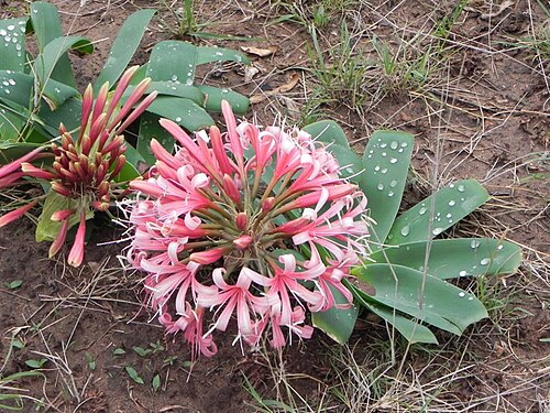 Ammocharis coranica: Ammocharis coranica (Ker Gawl.) Herb. - Rookwood Farm near Queenstown, Eastern Cape, South Africa
