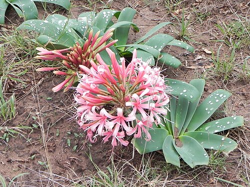 Ammocharis coranica: Ammocharis coranica (Ker Gawl.) Herb. - Rookwood Farm near Queenstown, Eastern Cape, South Africa