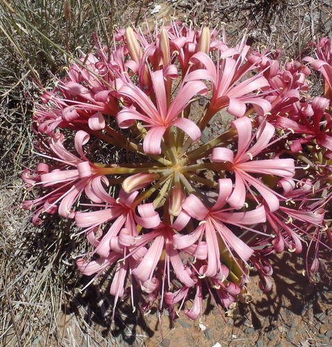 Ammocharis coranica (Ammocharis coranica)