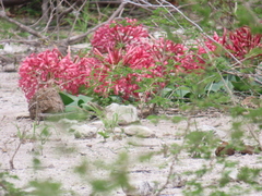 Ammocharis coranica (Ammocharis coranica)