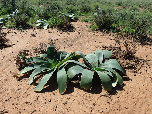 Ammocharis coranica (Ammocharis coranica)