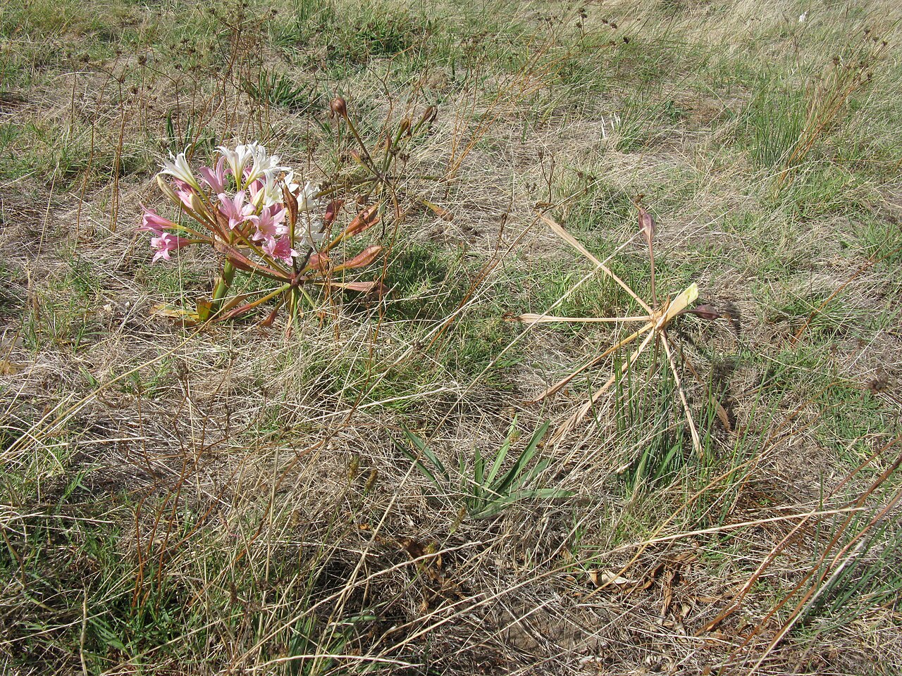 Malgas lily: Ammocharis longifolia, Flowering inflorescence, fruiting inflorescence, and tumbleweed inflorescence