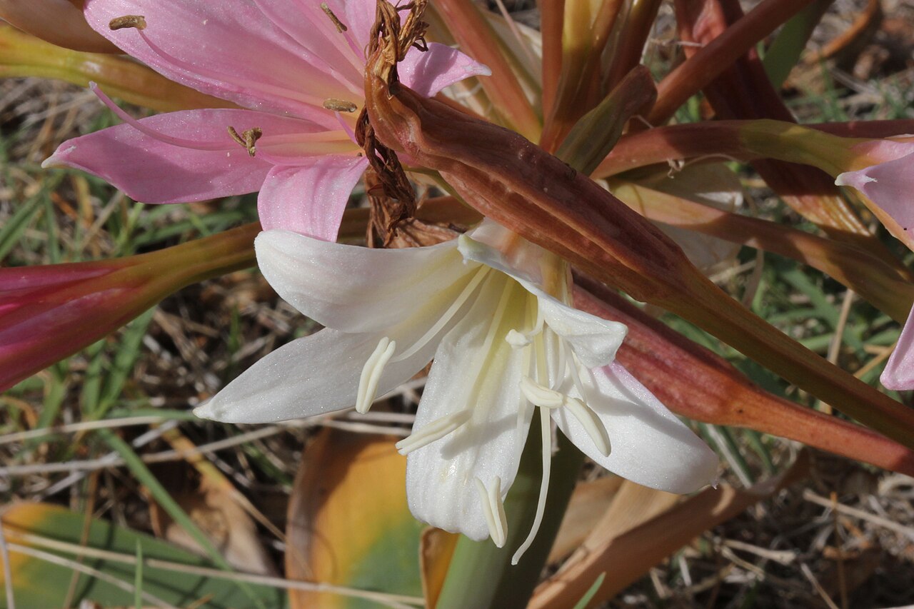 Malgas lily: Ammocharis longifolia details of flowers at different stages of ripeness.