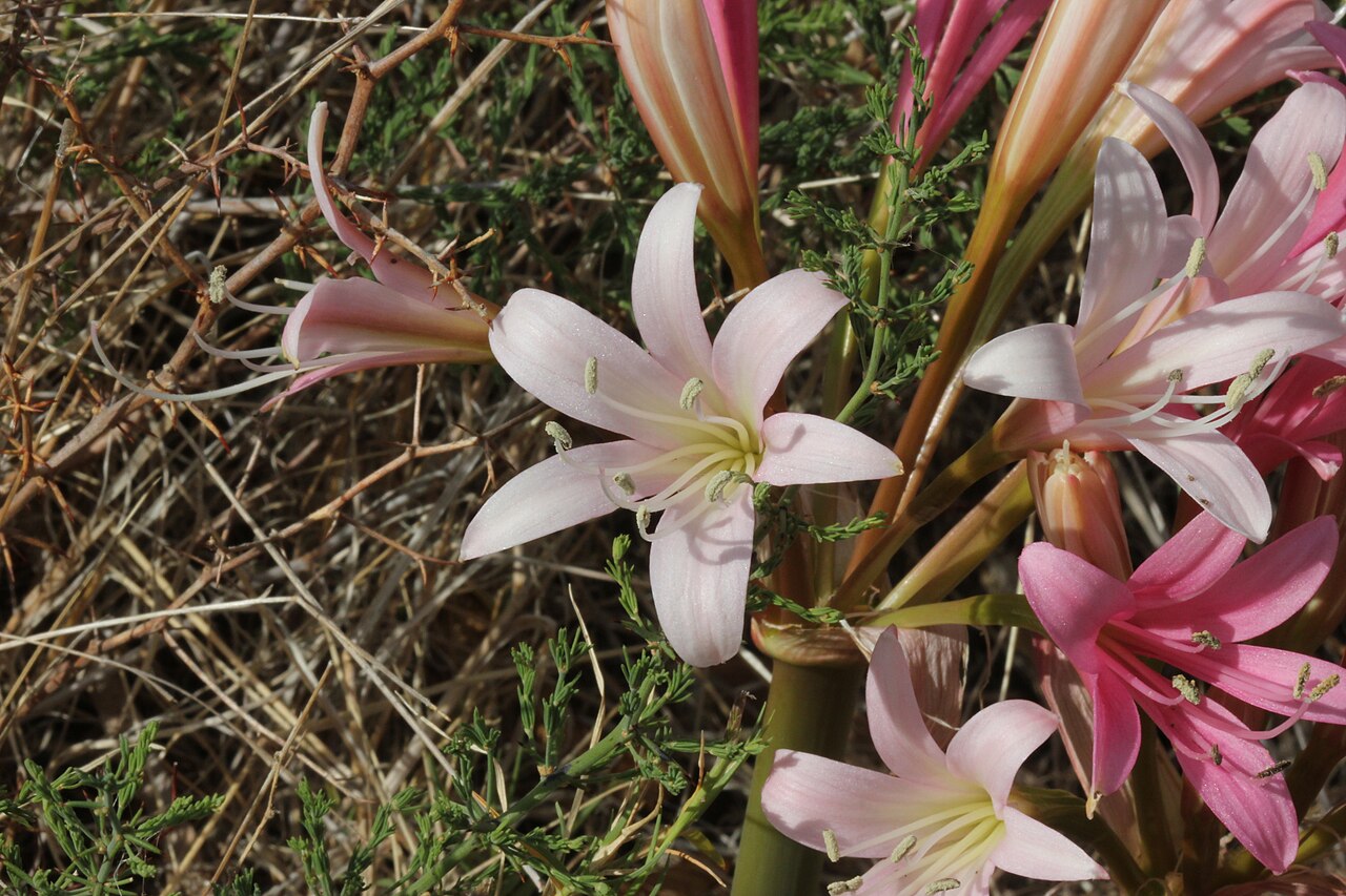 Malgas lily: Ammocharis longifolia flower details