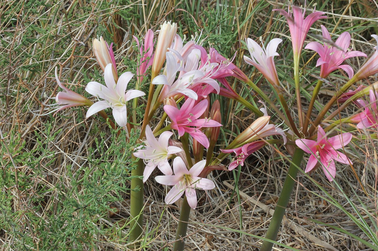 Malgas lily: Ammocharis longifolia inflorescences at various stages of flower ripeness.