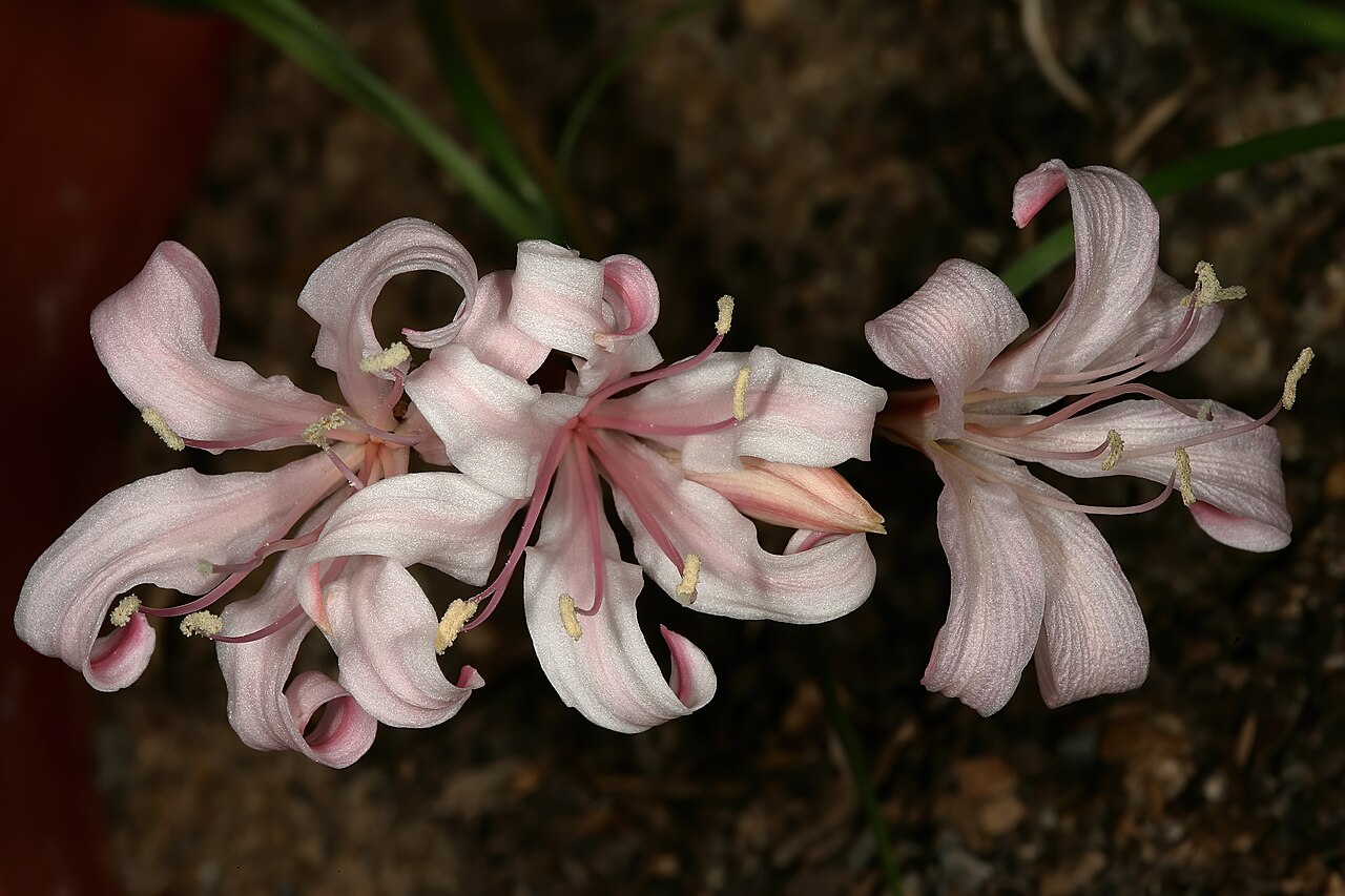 Ammocharis nerinoides: Ammocharis nerinoides , inflorescence; Kirstenbosch National Botanical Garden, Cape Town, Western Cape, South Africa