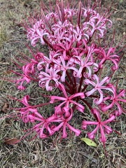 Ammocharis tinneana (Ammocharis tinneana)