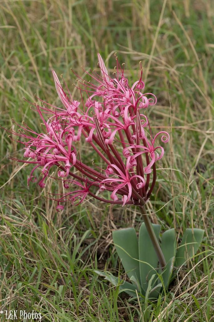 Ammocharis tinneana (Ammocharis tinneana)
