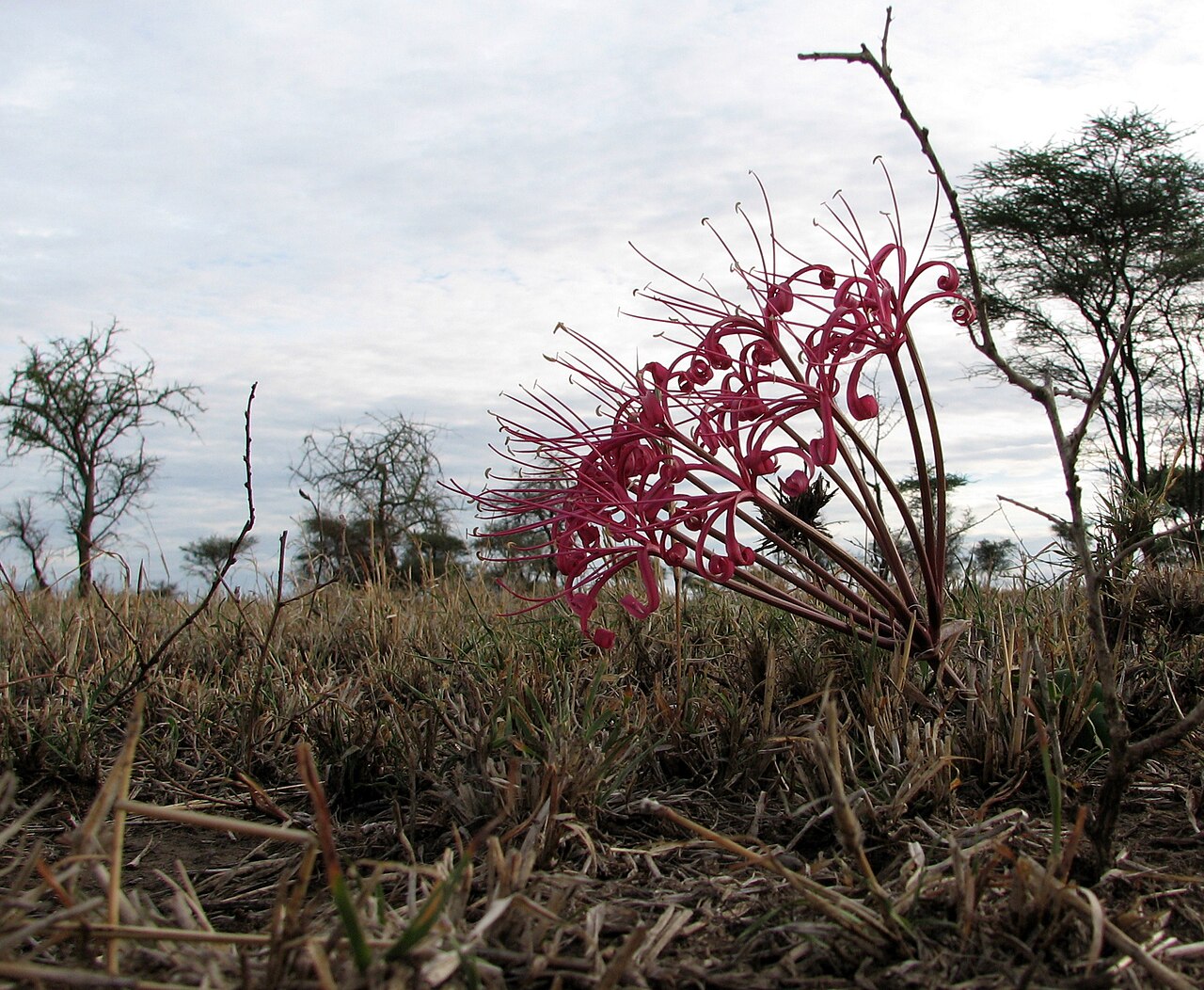 Ammocharis tinneana: Ammocharis tinneana , Serengeti