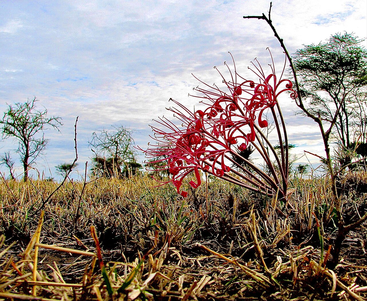 Ammocharis tinneana: Long-shot of a wild plant of the bulbous species Ammocharis tinneana (family: Amaryllidaceae) blooming in the Serengeti, displaying its elegant, spidery, carmin