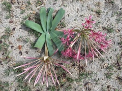 Ammocharis tinneana (Ammocharis tinneana)