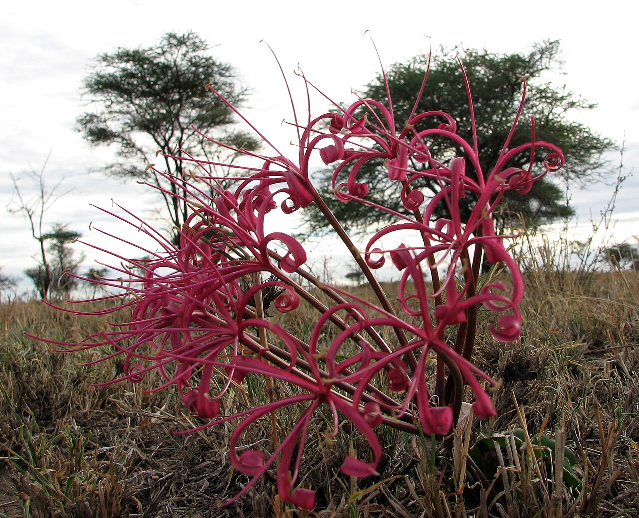 Ammocharis tinneana: Ammocharis tinneana , Serengeti