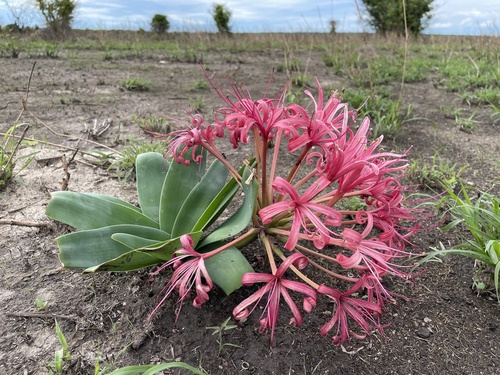 Ammocharis tinneana (Ammocharis tinneana)
