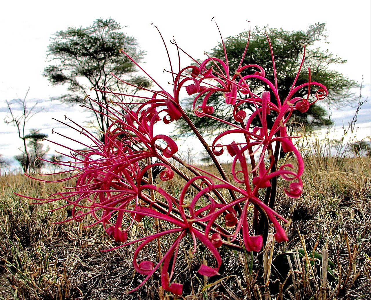 Ammocharis tinneana: A wild plant of the bulbous species Ammocharis tinneana (family: Amaryllidaceae) blooming in the Serengeti, displaying its elegant, spidery, carmine flowers. A