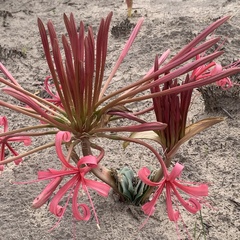 Ammocharis tinneana (Ammocharis tinneana)