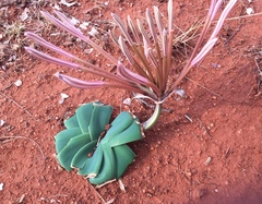 Ammocharis tinneana (Ammocharis tinneana)