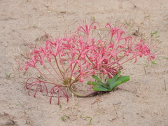 Ammocharis tinneana (Ammocharis tinneana)