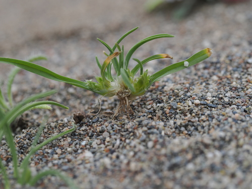 Ammochloa palaestina (Ammochloa palaestina)
