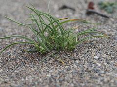 Ammochloa palaestina (Ammochloa palaestina)