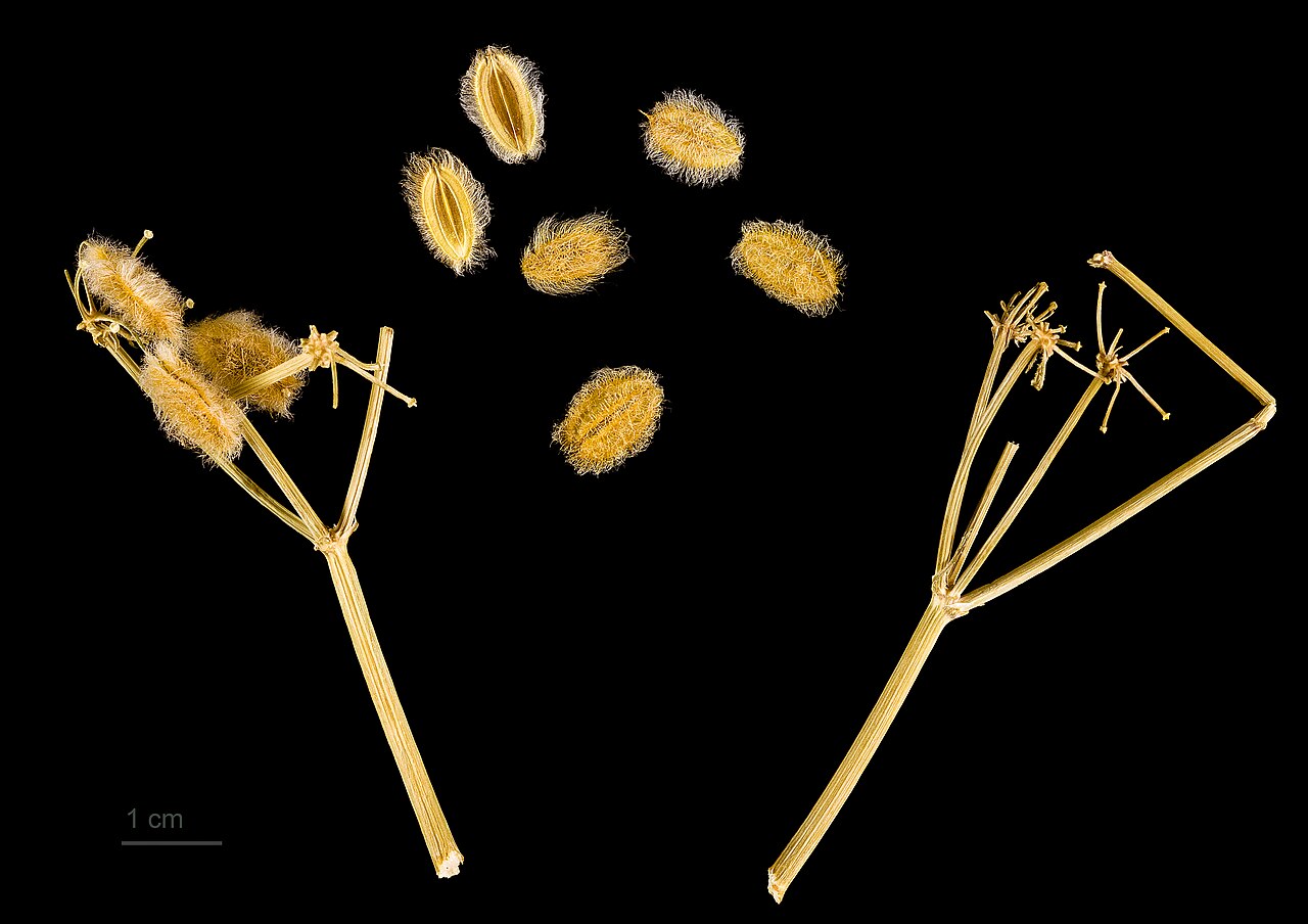 Ammodaucus leucotrichus: Ammodaucus leucotrichus , fruits and seeds