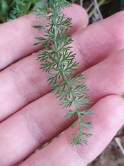 Ammoides atlantica (Ammoides atlantica)