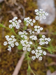 Cerfolium (Ammoides pusilla)