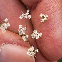 Cerfolium (Ammoides pusilla)