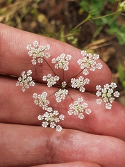 Cerfolium (Ammoides pusilla)