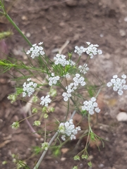 Cerfolium (Ammoides pusilla)