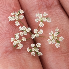 Cerfolium (Ammoides pusilla)