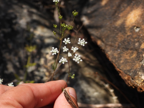 Cerfolium (Ammoides pusilla)