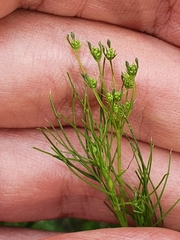 Cerfolium (Ammoides pusilla)