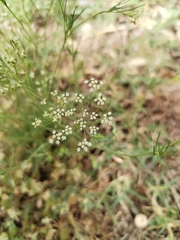 Cerfolium (Ammoides pusilla)