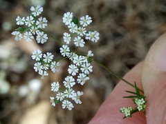 Cerfolium (Ammoides pusilla)