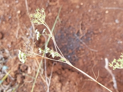 Cerfolium (Ammoides pusilla)