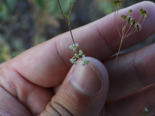 Cerfolium (Ammoides pusilla)