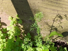 Butler's sandparsley (Ammoselinum butleri)