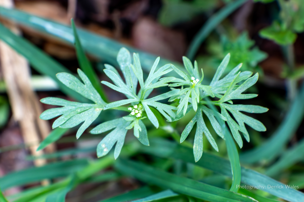 Butler's sandparsley (Ammoselinum butleri)