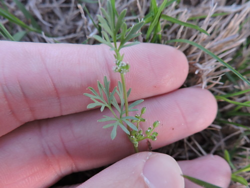Butler's sandparsley (Ammoselinum butleri)