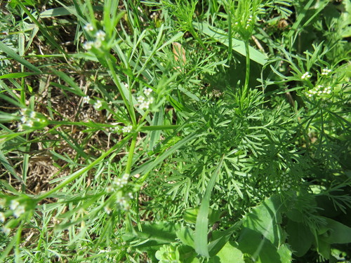 Butler's sandparsley (Ammoselinum butleri)