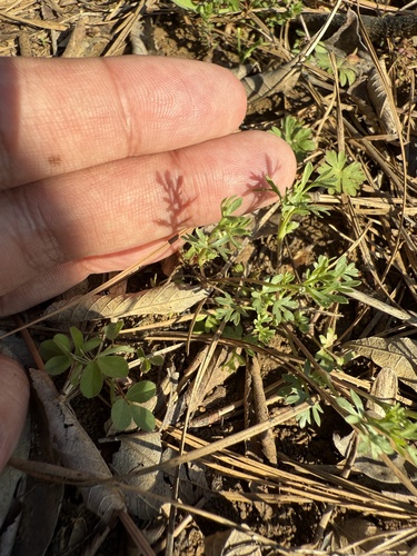 Butler's sandparsley (Ammoselinum butleri)