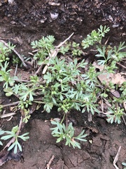 Butler's sandparsley (Ammoselinum butleri)