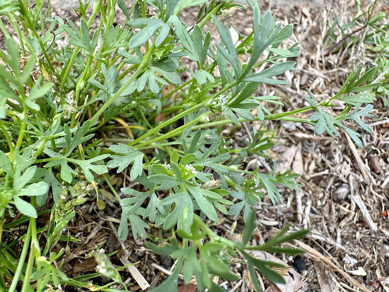 Butler's sandparsley: Butler's Sand-parsley ( Ammoselinum butleri ) in the United States