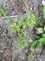 Butler's sandparsley (Ammoselinum butleri)