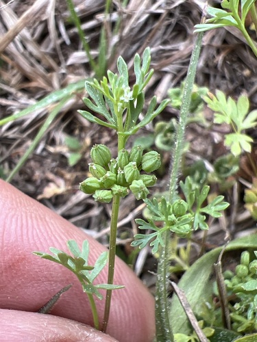 Butler's sandparsley (Ammoselinum butleri)