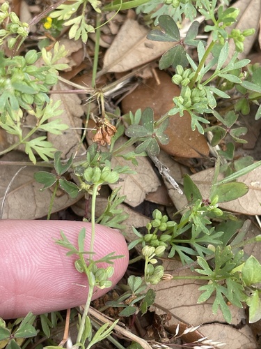 Butler's sandparsley (Ammoselinum butleri)
